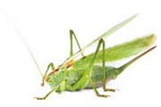 skakavac