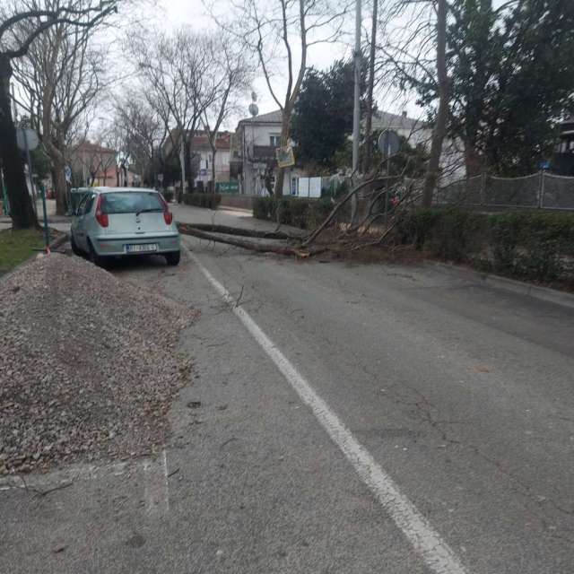 drvo trsat
