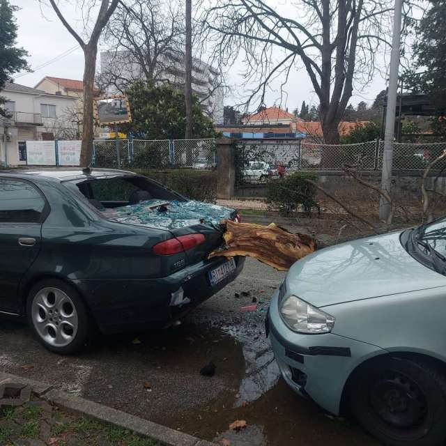 drvo trsat
