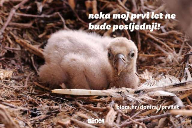Ptić bjeloglavog supa