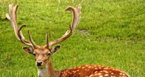 Bez dozvole ubio divljač pa završio u pritvoru! jelen