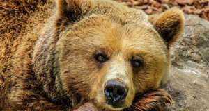 Oprez! Na autocesti A6 između tunela Lučice i čvora Delnice viđen medvjed medvjed