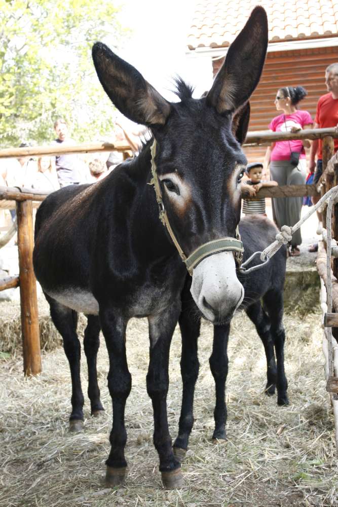 Učkarski samanj