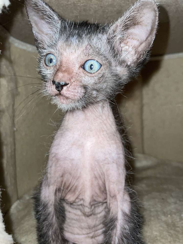 Lykoi