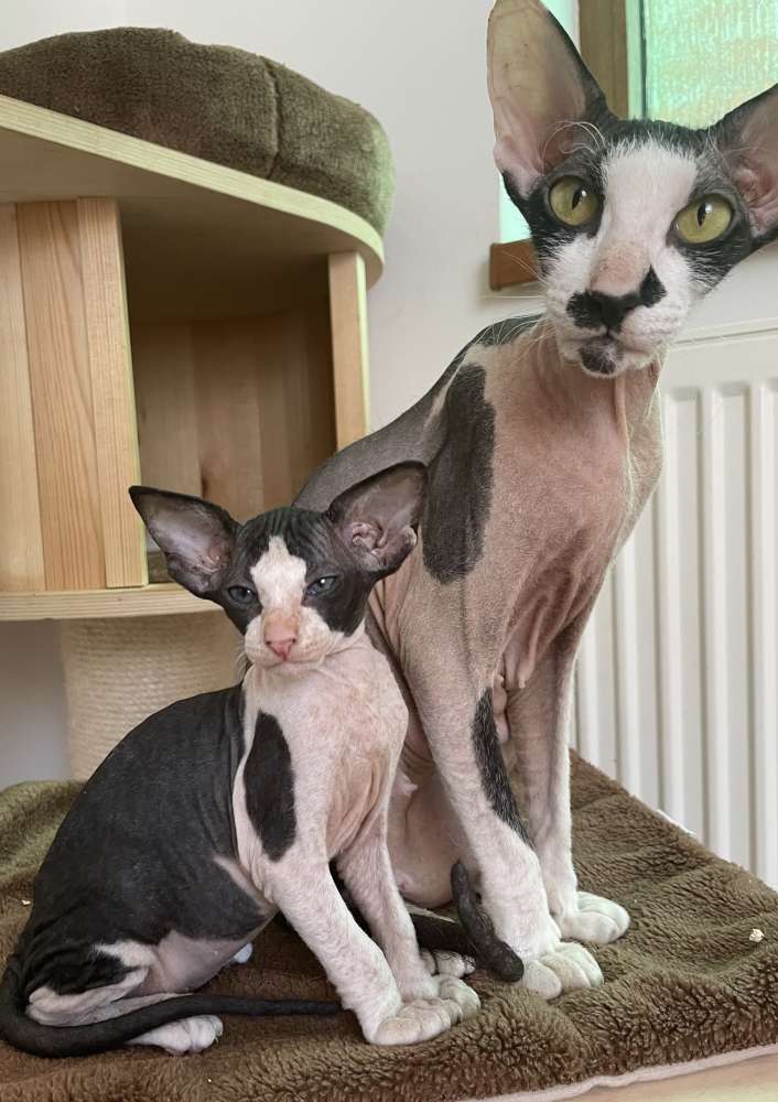 Peterbald