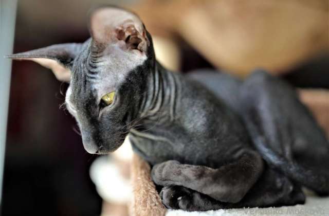 Peterbald