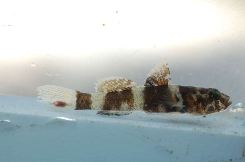 Jedna od vrsta koje su ušle u novi rod, Marcelogobius splechtnai