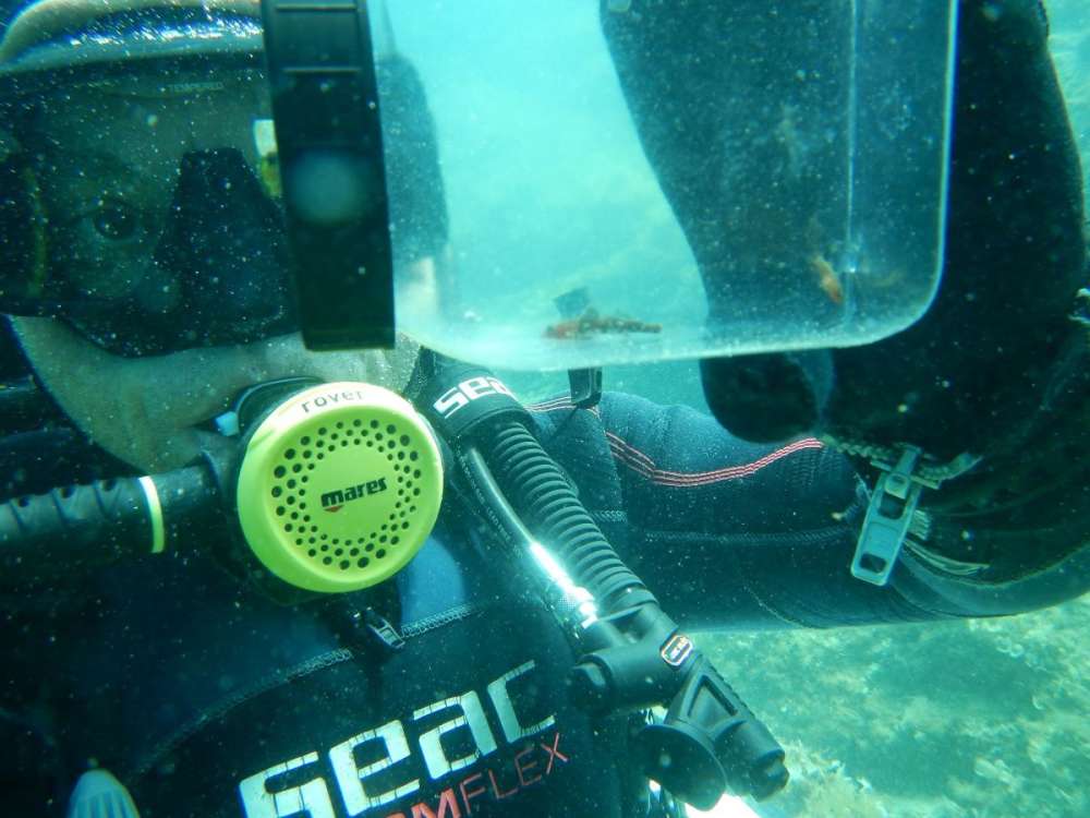 Prvi primjerak jedne vrste za Jadran, u ovom slučaju Speleogobius llorisi