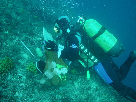 Sakupljanje glavoča