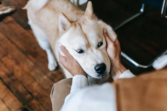 akita