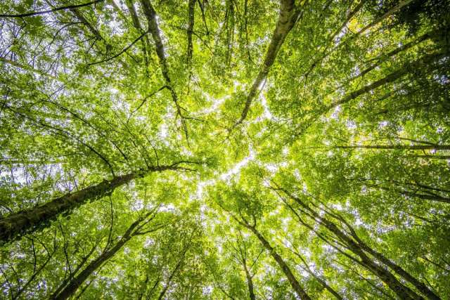 drveća drveća