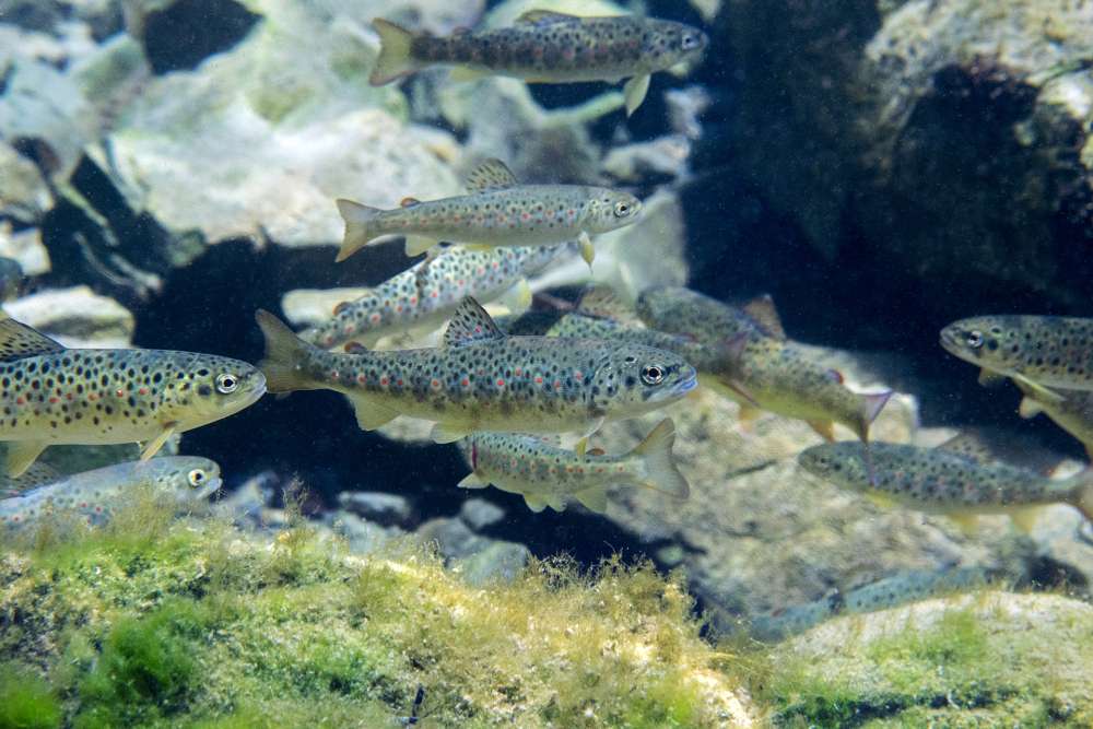 ričinska pastrva