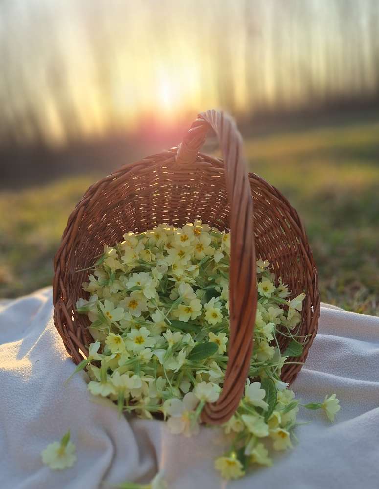 Leonora Surian Popov