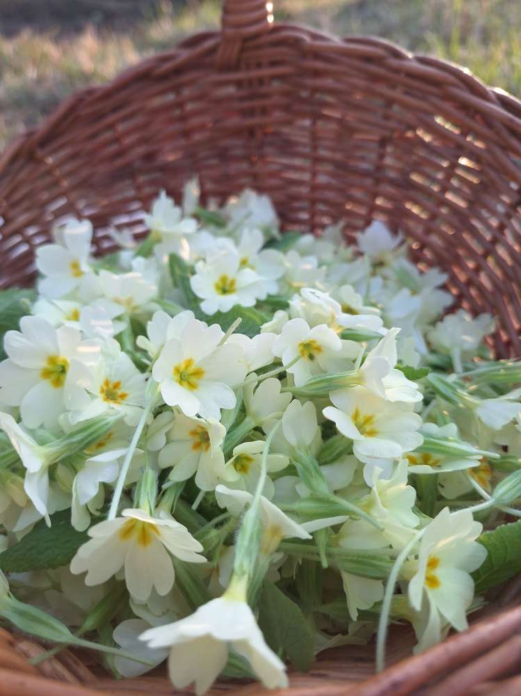 Leonora Surian Popov