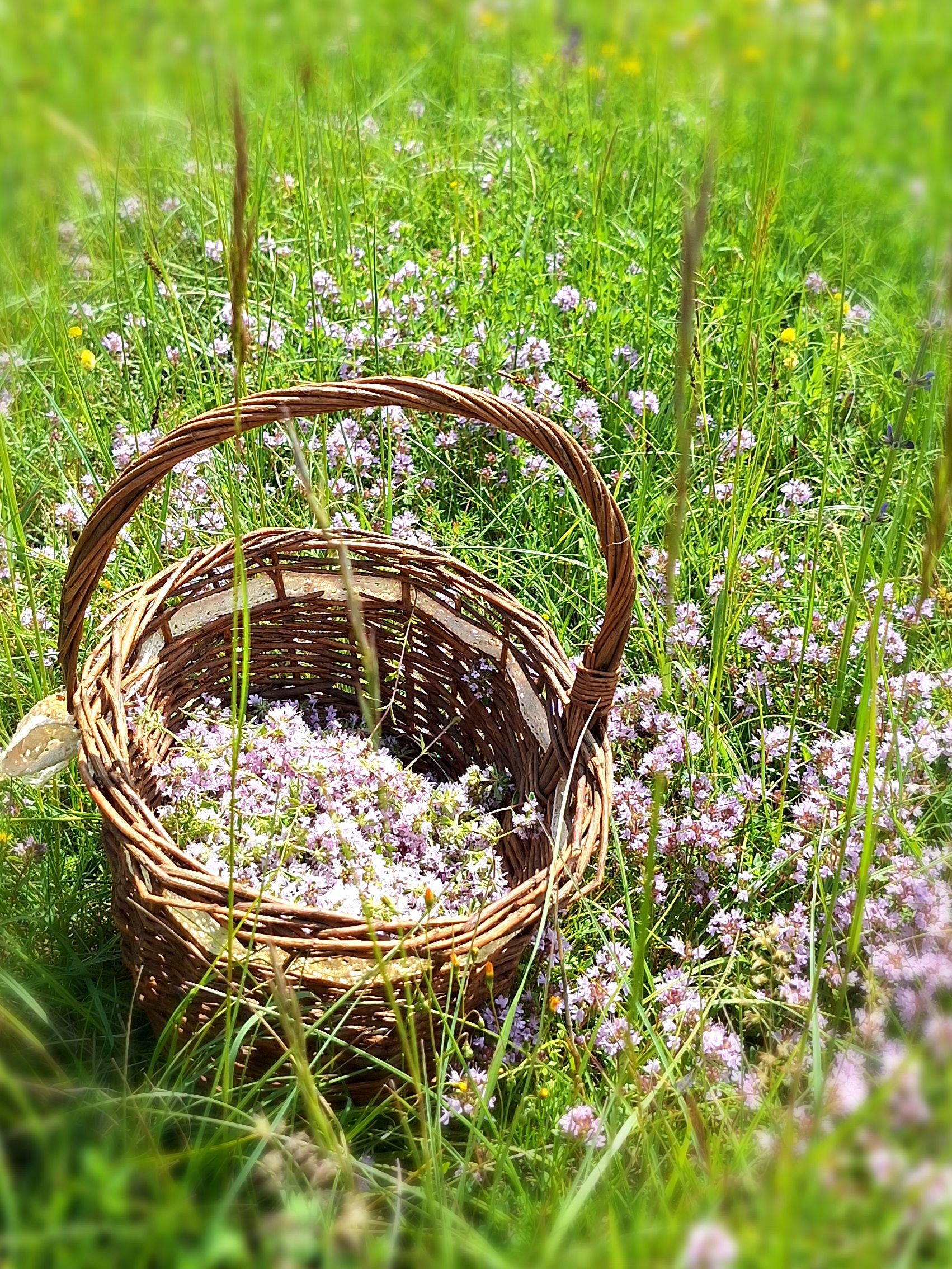 majčina dušica