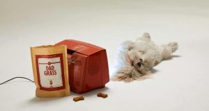 Istraživanje sugerira da vaš pas možda preferira određene TV serije pas tv