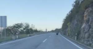 Oprez, na magistrali između Bakra i Kostrene uočen medvjed!