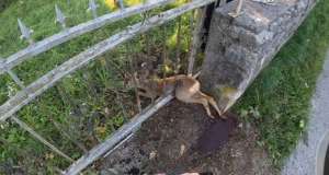 Riječka JVP spasila srnu zaglavljenu u ogradi: “Stekla povjerenje u nas i dopustila nam bez problema da joj pomognemo i izvučemo je iz ograde”