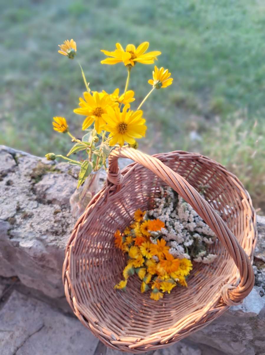 leonora surian popov