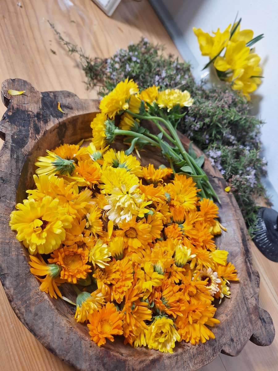 leonora surian popov