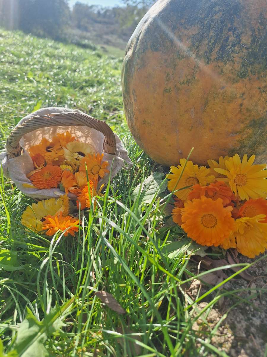 leonora surian popov