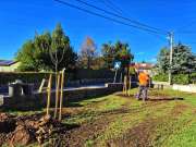 13 novih stabala u Viškovom za zelenu budućnost Sadnja stabala u Viškovu