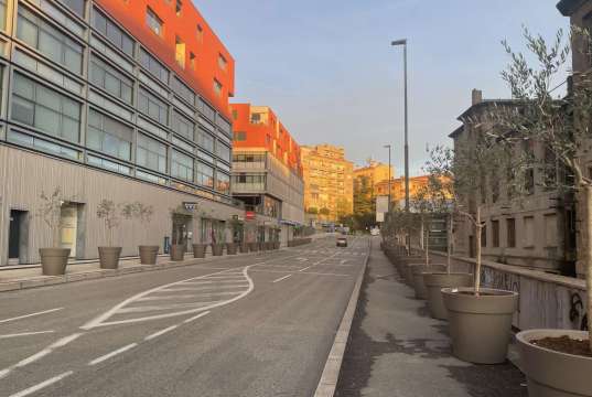 Masline podijelile Riječane: Što građani kažu o novom drvoredu u centru grada?