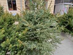 KD Čistoća organizira odvoz jelki od 8. do 19. siječnja