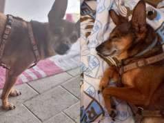 Apel iz Kastva: Nestao bolesni psić (15), vlasnici strahuju za njegov život zbog kiše i hladnoće