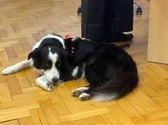 Riječki Nastavni zavod za javno zdravstvo dobio novog člana: Terapijskog psa Maka