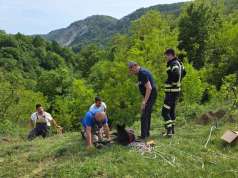 Vatrogasci i mještani spasili ždrijebe iz provalije kod Lopače