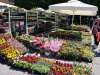Cvjetni sajam kod Konta se vraća: Gotovo 40 izlagača donosi rapsodiju boja i mirisa u Rijeku