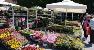Cvjetni sajam kod Konta se vraća: Gotovo 40 izlagača donosi rapsodiju boja i mirisa u Rijeku