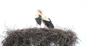 Klepetan se vratio 25. put i doveo novu družicu: Jedan njegov potez slama srca