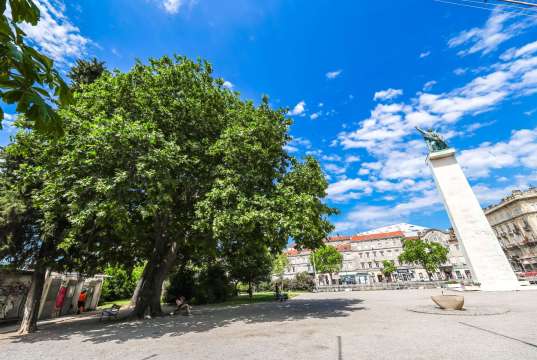 Platana koja spaja dva grada: Rijeka po prvi put ima kandidata za prestižnu titulu